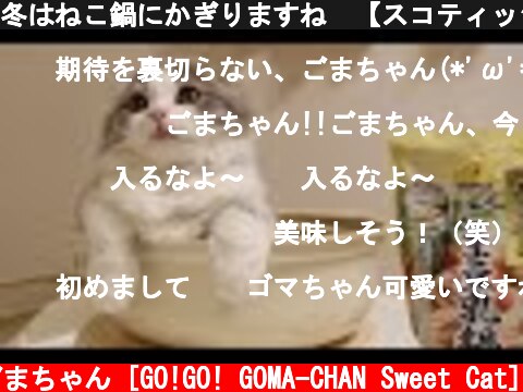 冬はねこ鍋にかぎりますね🍲【スコティッシュフォールドの子猫】  (c) GO!GO!ごまちゃん [GO!GO! GOMA-CHAN Sweet Cat]